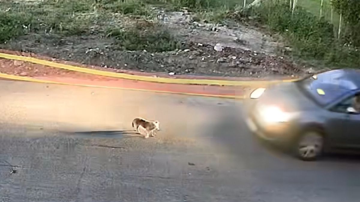 Συγκλονίζει η υπόθεση της Σίσσυς