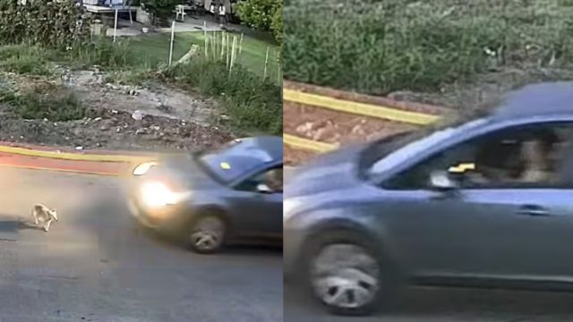 Γαστούνη: Αυτό είναι το πρόστιμο που θα πληρώσει η 60χρονη μετά την απολογία της για τη θανάτωση του σκύλου