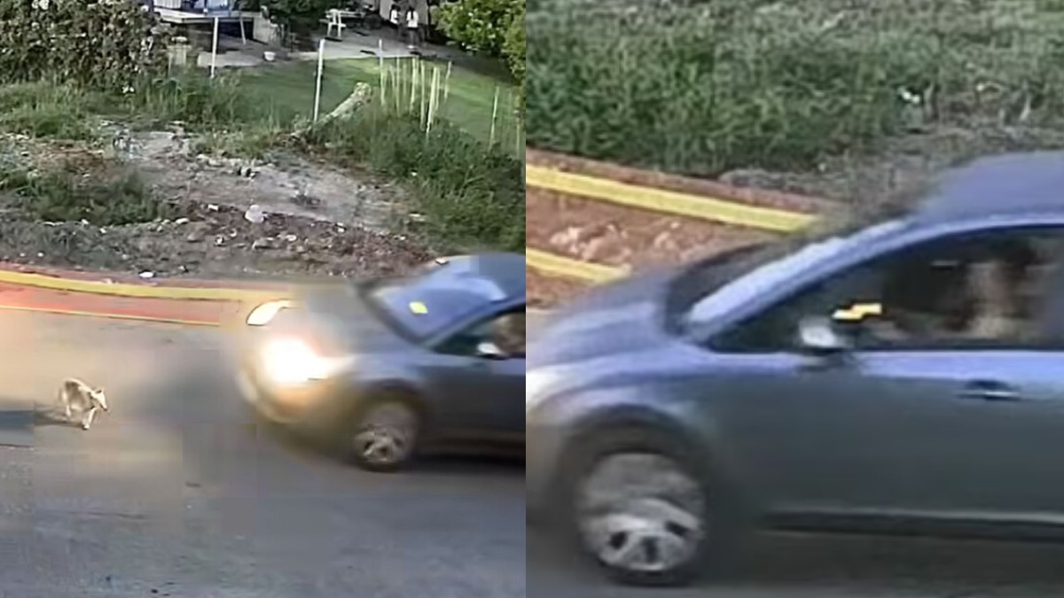 Γαστούνη: Αυτό είναι το πρόστιμο που θα πληρώσει η 60χρονη μετά την απολογία της για τη θανάτωση του σκύλου