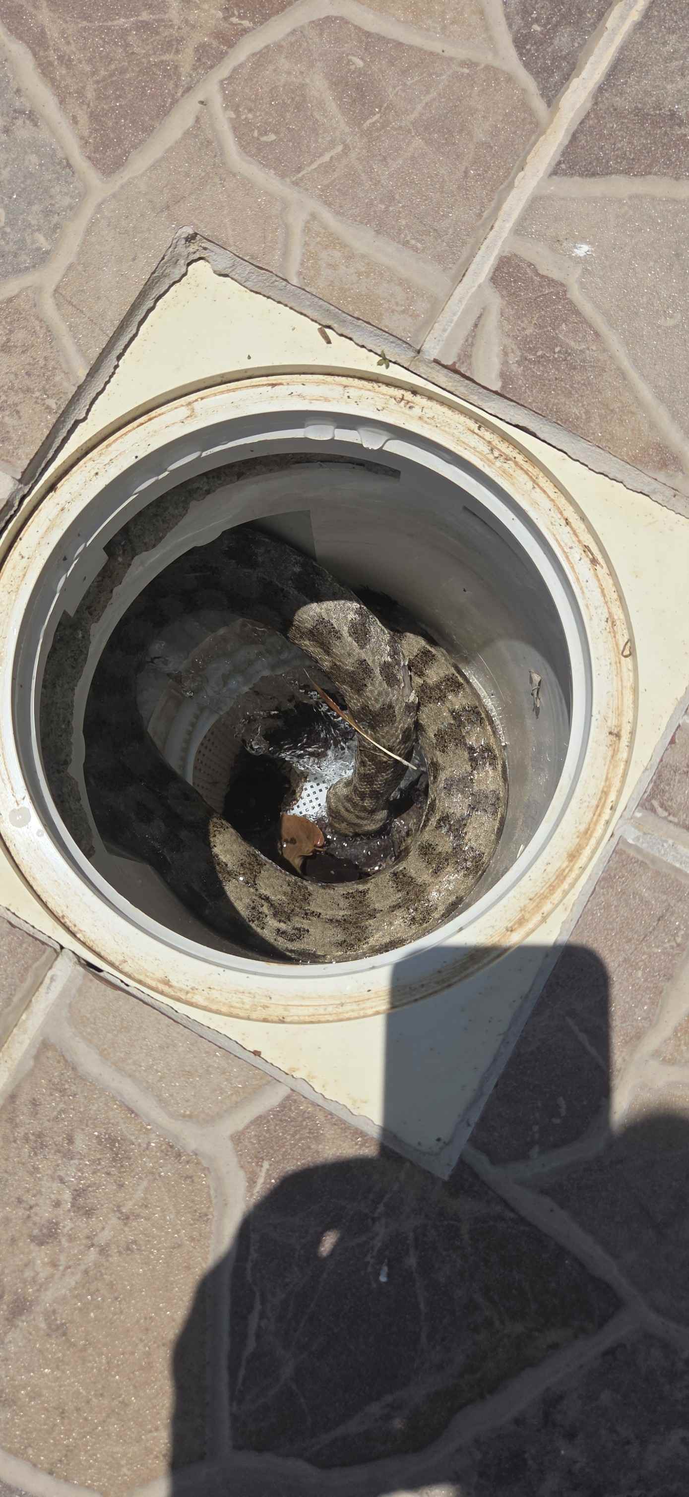 Μια τεράστια οχιά εντοπίστηκε νεκρή μέσα στο σύστημα φιλτραρίσματος πισίνας στην Πάφο, προκαλώντας σοκ στους τεχνικούς.