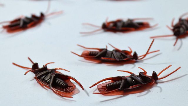 9+1 τρόποι να εξαφανίσεις τις κατσαρίδες για πάντα: Το «μυστικό» που οι εταιρείες απεντόμωσης δεν θέλουν να ξέρεις!