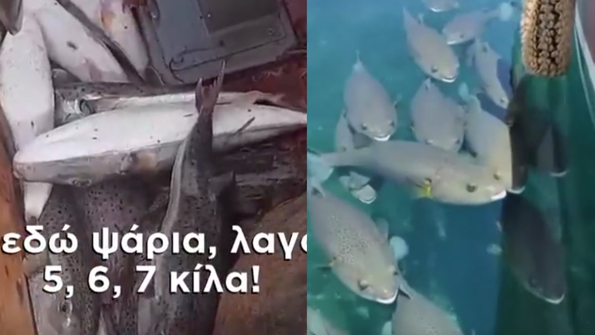H Daily Mail για τον λαγοκέφαλο στις ελληνικές θάλασσες: Προειδοποιήσεις για τους τουρίστες – Συγκλονίζουν τα βίντεο των ψαράδων