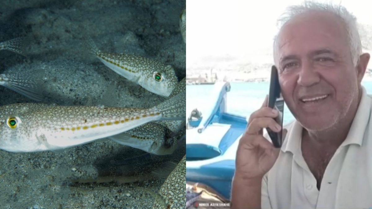 Φρίκη με την αποκάλυψη ψαρά για τους λαγοκέφαλους: «Κόβουν κομμάτια, έχουν…» – Η πρόβλεψη για τις παραλίες που σοκάρει