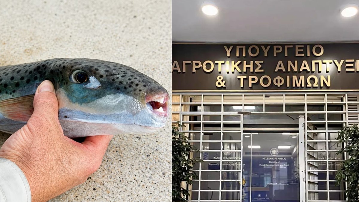 Θα «επικηρύξουν» τον λαγοκέφαλο: Το σκεπτικό και η αμοιβή ανά κιλό που σχεδιάζει το υπουργείο Αγροτικής Ανάπτυξης