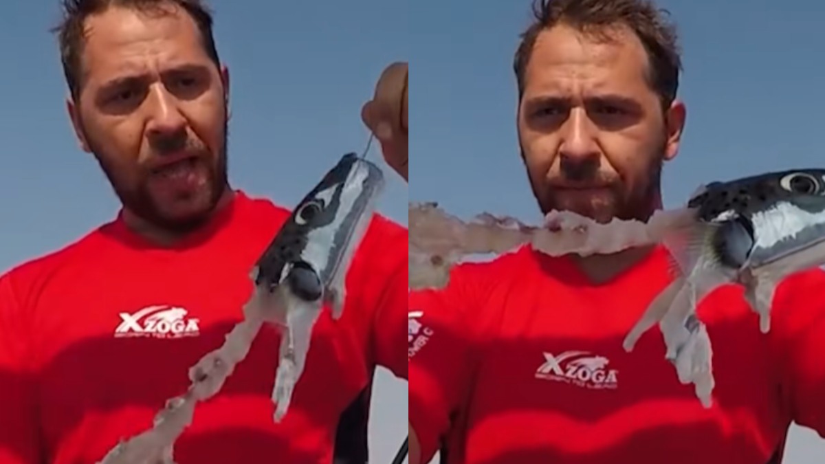 Οι λαγοκέφαλοι είναι κανίβαλοι: Viral βίντεο με το πείραμα ενός Έλληνα ψαρά – Σε ποιες περιοχές έχουν εμφανιστεί, δείτε τον Χάρτη