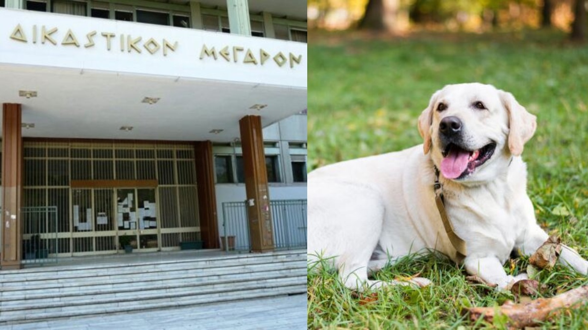 Δραματικές στιγμές στην Λάρισα: 67χρονος σκότωσε σκύλο με καραμπίνα – «Ήταν σαν να μου ‘φαγε παιδί»