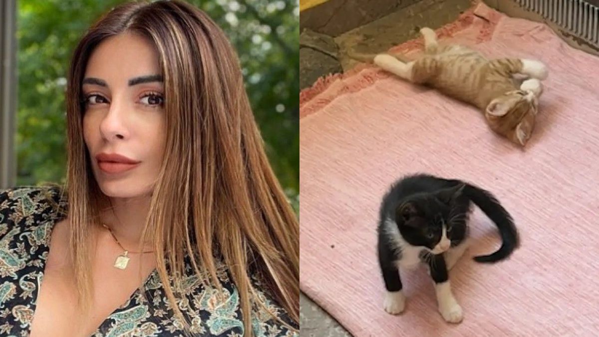 Η Αρναούτη για το 6ψήφιο πρόστιμο στον 55χρονο που εγκατέλειψε γατάκια: «Εγώ, μετά από το τροχαίο, είδα αποζημίωση 39.000 ευρώ»