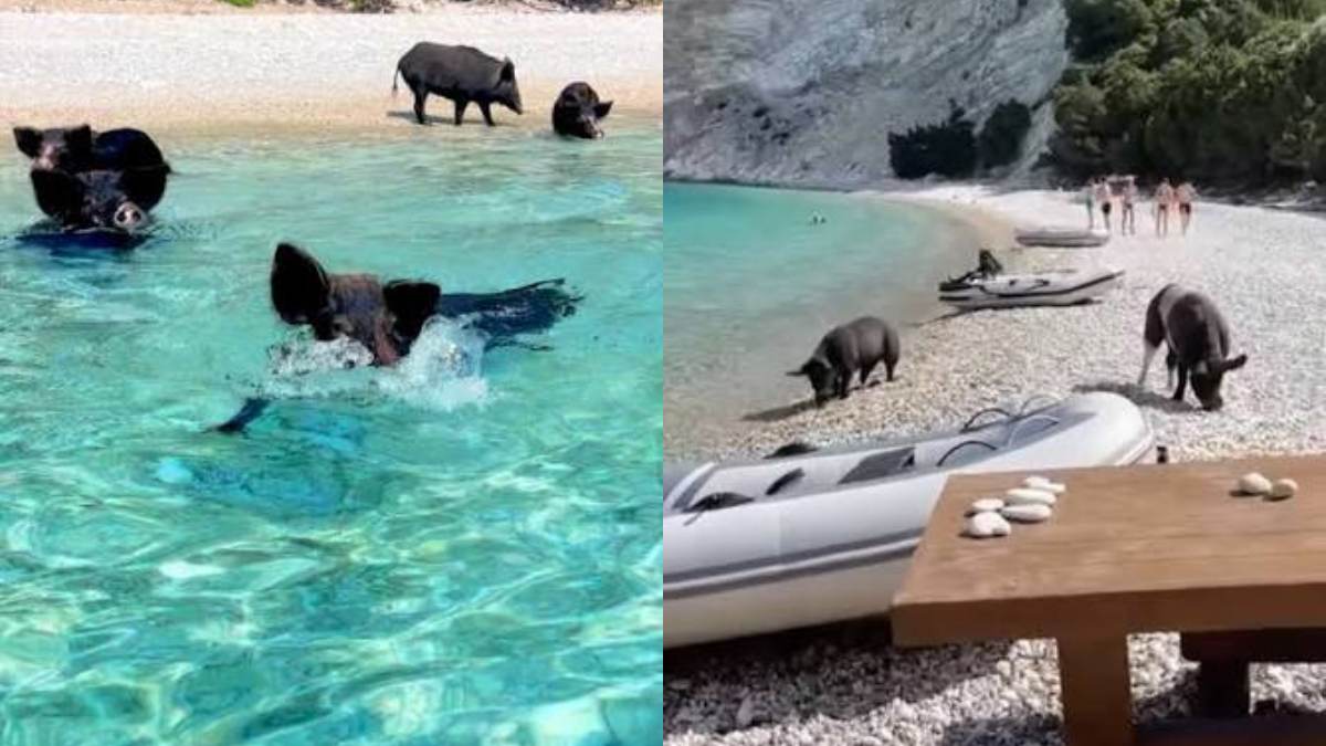 Η viral παραλία στην Ελλάδα που κολυμπάς με αγριογούρουνα (VIDEO)