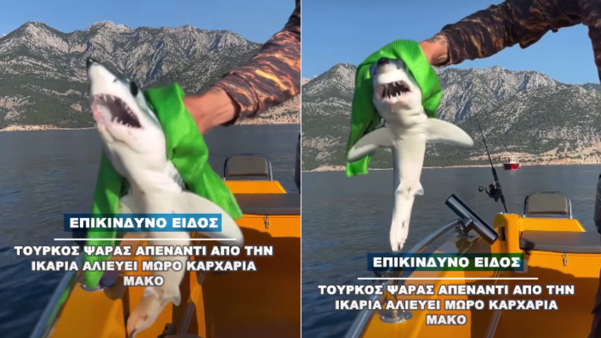 Τούρκος ψαράς απέναντι από την Ικαρία αλιεύει μωρό καρχαρία Μάκο