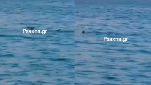 Σοκ στη Βοιωτία: Καρχαρίας εμφανίστηκε στην παραλία Σαράντη την ώρα που έκαναν μπάνιο οι λουόμενοι