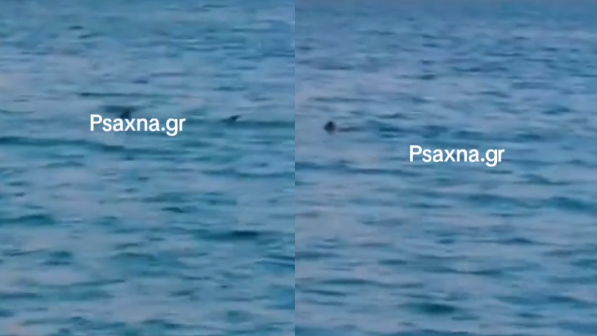 Σοκ στη Βοιωτία: Καρχαρίας εμφανίστηκε στην παραλία Σαράντη την ώρα που έκαναν μπάνιο οι λουόμενοι