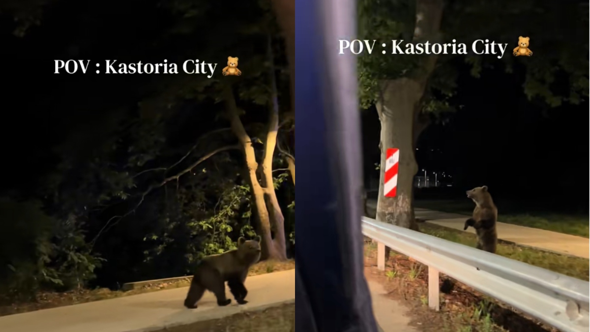Επιδρομή αρκούδων στο κέντρο της Καστοριάς