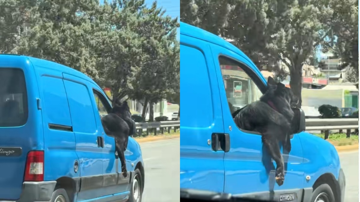 Αραχτός σκύλος απολαμβάνει την βόλτα του ως συνοδηγός και γίνεται viral