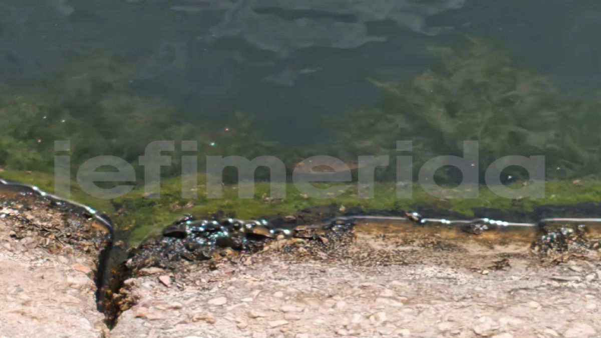 Από τη θάλασσα… στη λιμνούλα του ΣΕΦ: Πώς βρέθηκε εκεί ένας λαγοκέφαλος