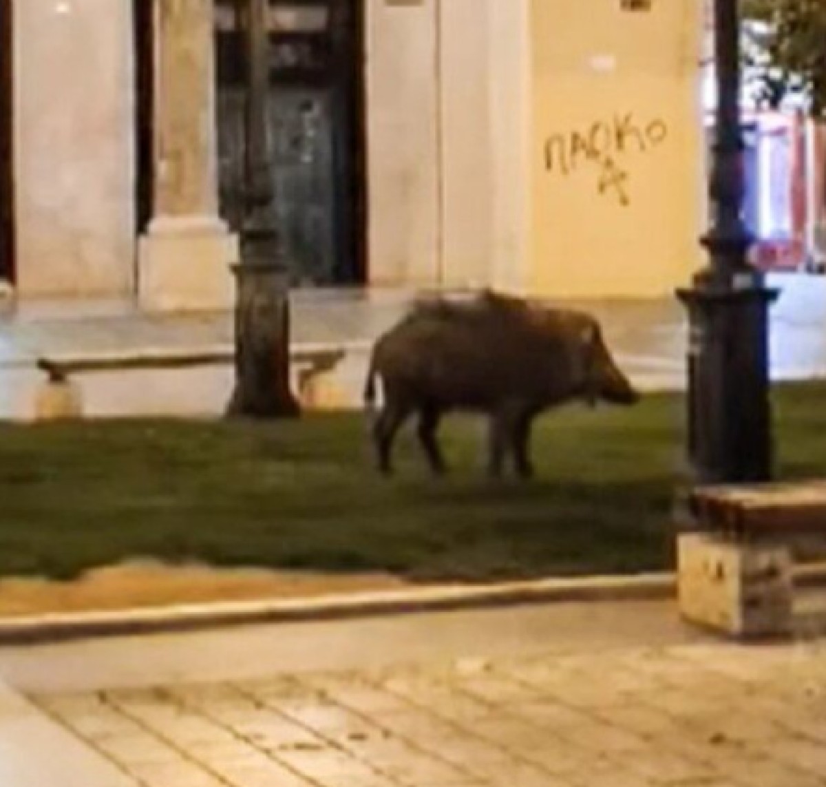 Αγριογούρουνο στην Αριστοτέλους