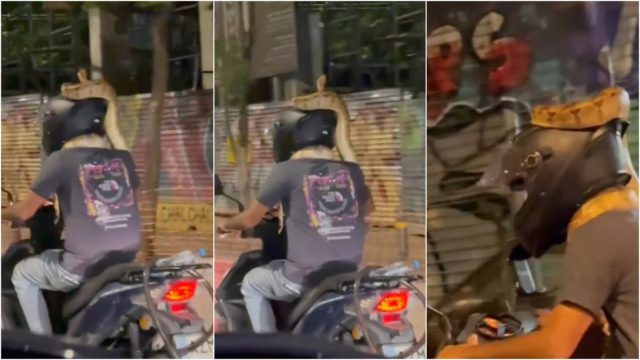 Σοκ στους δρόμους της Αθήνας: Οδηγός μοτοσικλέτας κυκλοφορεί με ζωντανό φίδι-γίγαντα τυλιγμένο στον λαιμό του!