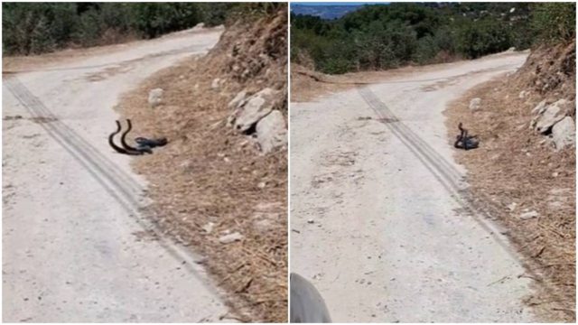 «Μπλόκο» από ερωτευμένα ερπετά: Οδηγός σταμάτησε στη μέση του δρόμου για δύο φίδια που… ζευγάρωναν!