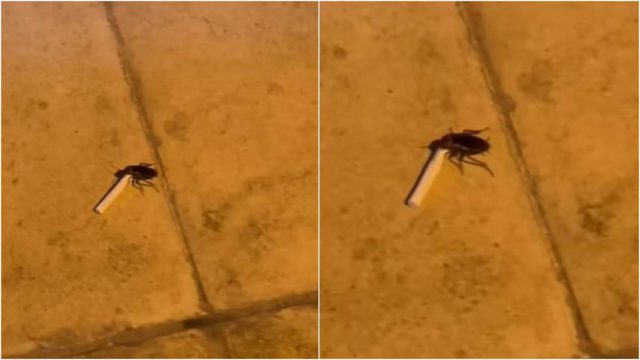 «Σύντροφε, έχεις ένα Terea;»: Το viral βίντεο με την κατσαρίδα-θεριακλού που κάνει τον γύρο του διαδικτύου!