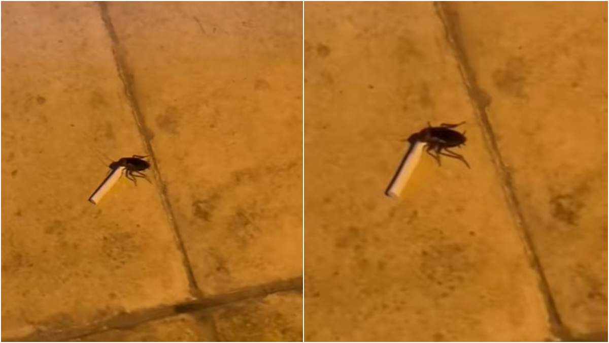 «Σύντροφε, έχεις ένα Terea;»: Το viral βίντεο με την κατσαρίδα-θεριακλού που κάνει τον γύρο του διαδικτύου!