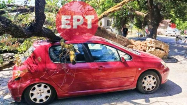 Παραλίγο τραγωδία στον Πύργο: Βελανιδιά έπεσε σε σταθμευμένο όχημα