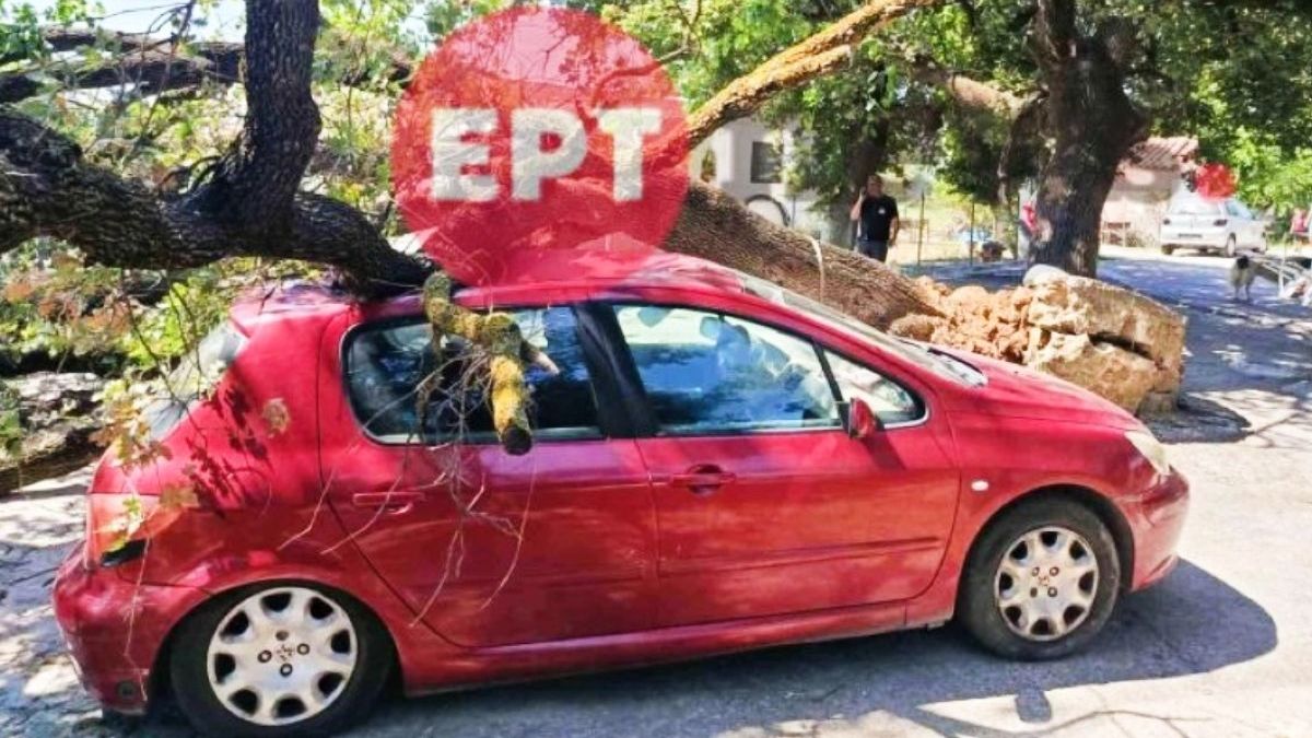 Παραλίγο τραγωδία στον Πύργο: Βελανιδιά έπεσε σε σταθμευμένο όχημα