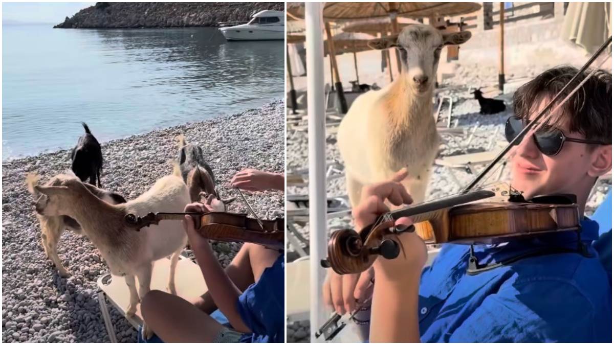 Ο «Βιολιστής των Κατσικιών»: Ο Έλληνας σολίστ που έγινε viral – Παίζει βιολί και μαγεύει τις κατσίκες στη Σύμη