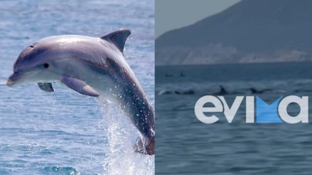 Μοναδικό βίντεο από την Εύβοια: Δείτε δελφίνια να κολυμπάνε δίπλα σε λουόμενους