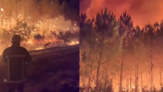 Σπαρακτικό βίντεο από τις πυρκαγιές στη Γαλλία: Ελάφι τρέχει να σωθεί και οι πυροσβέστες του ρίχνουν νερό