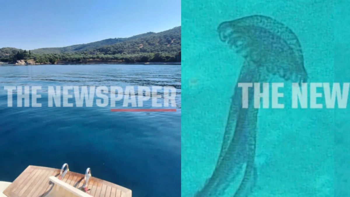 Μωβ μέδουσες σε διάσημη ελληνική παραλία: Έκπληκτοι οι λουόμενοι, βγήκαν άρον άρον από την θάλασσα – Δείτε φωτογραφίες