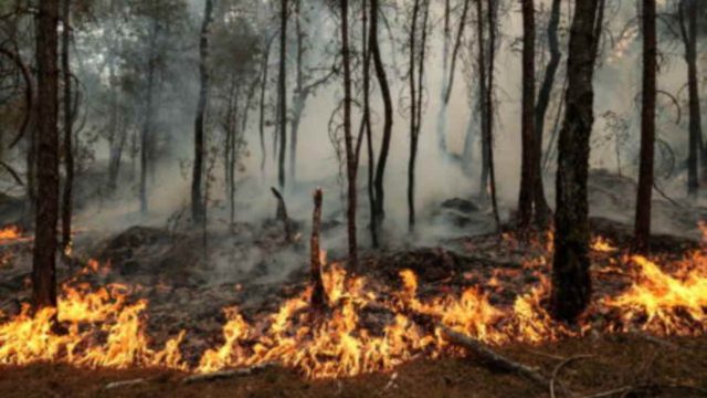 «Έβαλα τη φωτιά με σπίρτα και βενζίνη»: Σοκάρει η ομολογία του 19χρονου εθελοντή πυροσβέστη για την καταστροφική πυρκαγιά στη Γαλλία