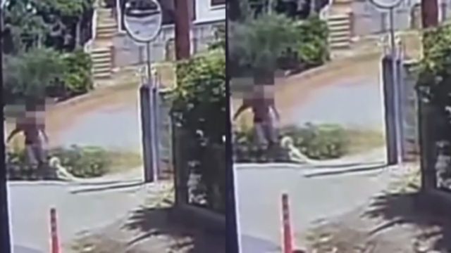Σοκ στο Άστρος: Νεκρός σκύλος βρέθηκε σε κάδο – Βίντεο δείχνει άνδρα να τον σέρνει με σύρμα στον λαιμό