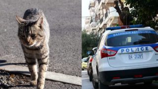 Ενώπιον των δικαστικών λειτουργών στην Θεσσαλονίκη οδηγείται η 54χρονη οδηγός, αντιμέτωπη για σκόπιμη κακοποίηση ζώων.