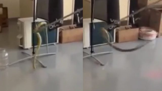 Βίντεο-σοκ από τον Βόλο: Φίδι έκανε εισβολή σε κατάστημα, καρέ-καρέ η απομάκρυνση του ερπετού