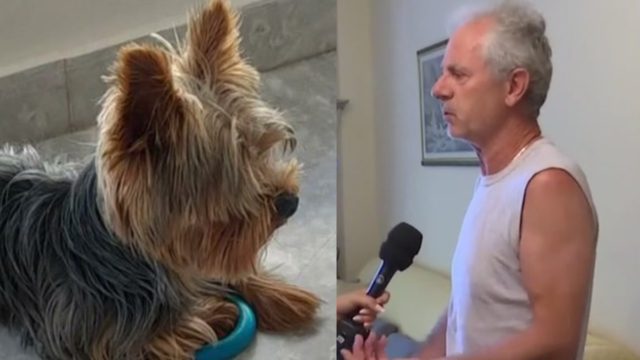 Βριλήσσια: « Τι να την κάνω την σύγγνωμη; Εμένα έφυγε το ζωάκι μου; Έφυγε» λέει ο 66χρονος  – Τι υποστήριξε η ιδιοκτήτρια του μεγάλου σκυλιού