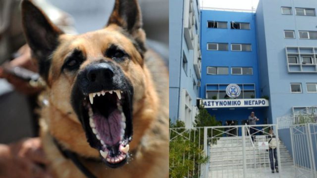 Σκόρπισε τον τρόμο στα Χανιά: Μεγαλόσωμος σκύλος κατασπάραξε σκυλάκι σε κεντρικό δρόμο