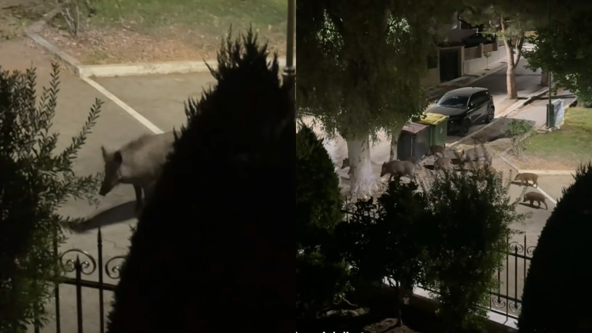 Αγριογούρουνα κόβουν βόλτες έξω από πολυκατοικία στο Χαϊδάρι