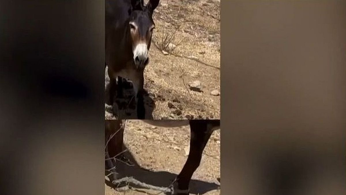 Οργή στη Μύκονο: Βίντεο καταγράφει βασανισμένο γαϊδουράκι με δεμένα πόδια – Η μάστιγα του «παστουρώματος» στο νησί των Ανέμων