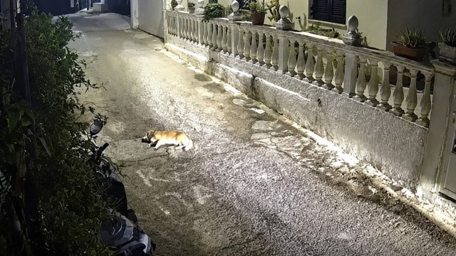 Κέρκυρα: Στον εισαγγελέα ο οδηγός για τον θάνατο του σκύλου – Αντιμέτωπος με κάθειρξη έως 10 έτη
