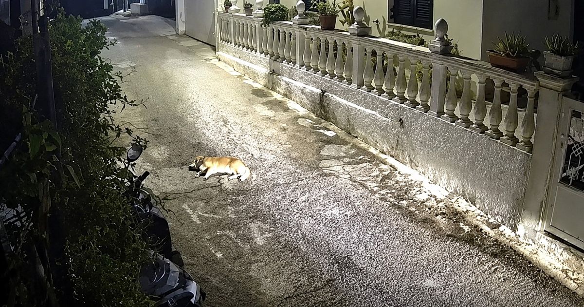 Κέρκυρα: Στον εισαγγελέα ο οδηγός για τον θάνατο του σκύλου – Αντιμέτωπος με κάθειρξη έως 10 έτη