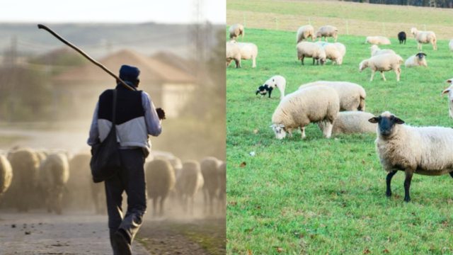 Σπαραγμός στην Λέσβο: Πέθανε κτηνοτρόφος μετά από τη θανάτωση του κοπαδιού του λόγω αφθώδους πυρετού – Συγκλονίζει η ανακοίνωση
