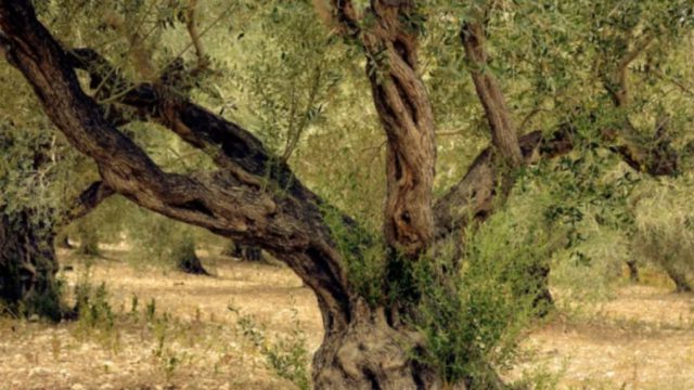 Τραγωδία στην Κρήτη: Νεκρός άνδρας σε αγροτικό δυστύχημα