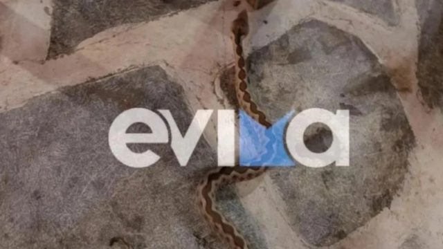 Εύβοια: Αναστάτωση σε ταβέρνα από φίδι που τρύπωσε κάτω από τα τραπέζια