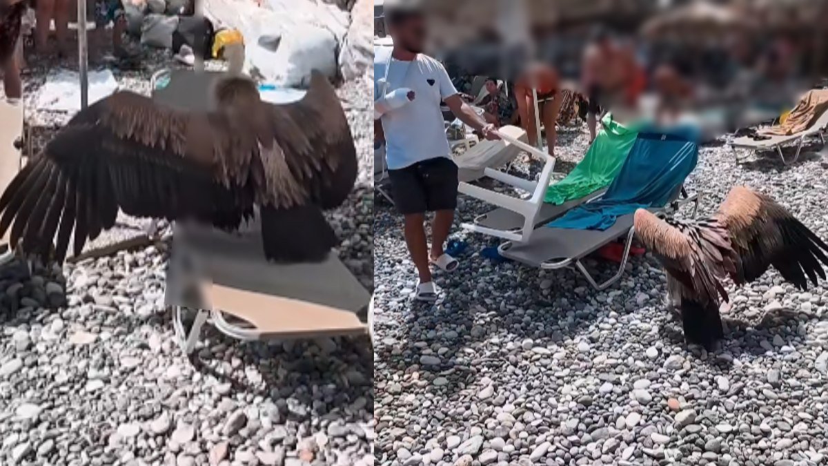 Μοναδικό θέαμα στην Κρήτη: Εξαντλημένος γύπας προσγειώθηκε σε ξαπλώστρα σε πολυσύχναστη παραλία – Viral βίντεο