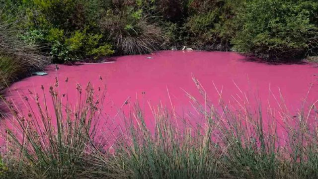 Θεσπρωτία: Στα ροζ «βάφτηκε» η λίμνη στο Μακρυγιάλι Ηγουμενίτσας – Τι μπορεί να κρύβεται πίσω από το φαινόμενο