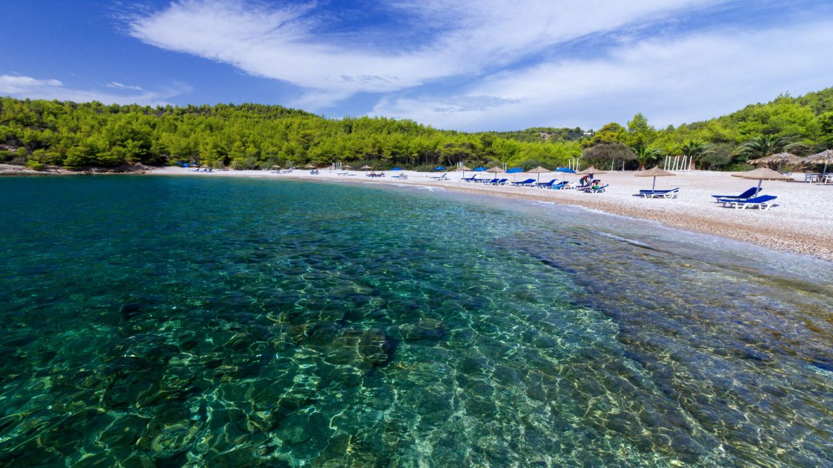 Η συγκινητική ιστορία του «Αλέξη» – Το μικρό φωκάκι που βρέθηκε μόνο στις Σπέτσες
