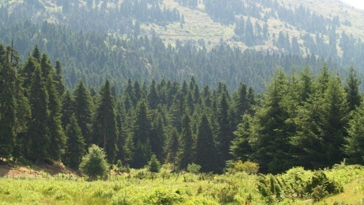 Χαλκιδική: Αυστηρά μέτρα πυροπροστασίας – Πού απαγορεύεται η είσοδος στα δάση