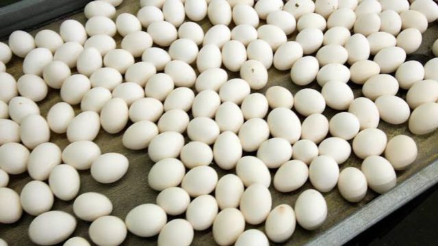 Συναγερμός στην Ευρώπη για σαλμονέλα: Πάνω από 2 εκατομμύρια αυγά ανακλήθηκαν σε 8 χώρες