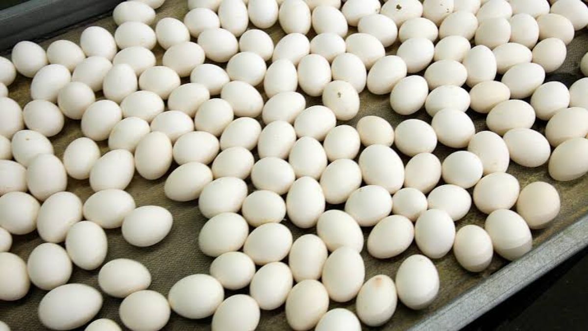 Συναγερμός στην Ευρώπη για σαλμονέλα: Πάνω από 2 εκατομμύρια αυγά ανακλήθηκαν σε 8 χώρες