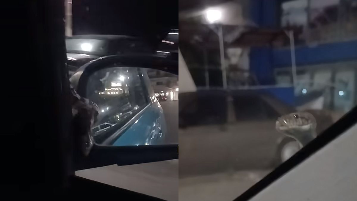 Βίντεο σοκ: Τύπος οδηγάει με ένα φίδι κολλημένο στο παρμπρίζ του ΙΧ του