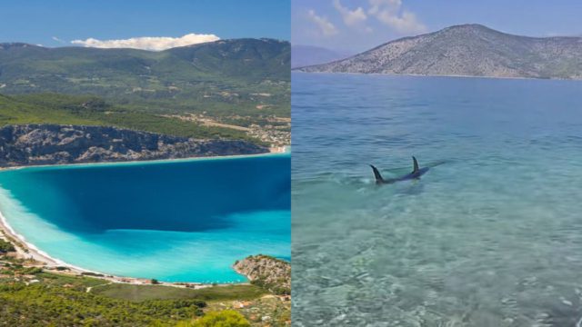 Τεράστιο ψάρι εμφανίστηκε στα ρηχά της Ψάθας – Τρομοκρατήθηκαν οι λουόμενοι, δείτε το βίντεο